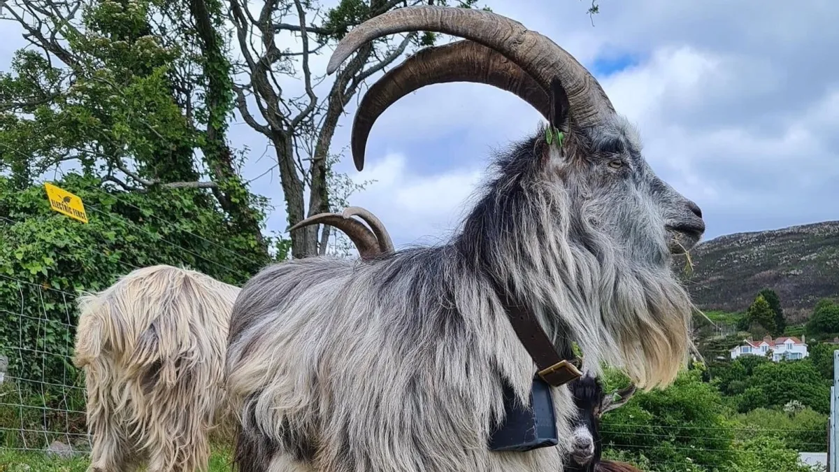 Ireland’s native goats date back to Bronze Age