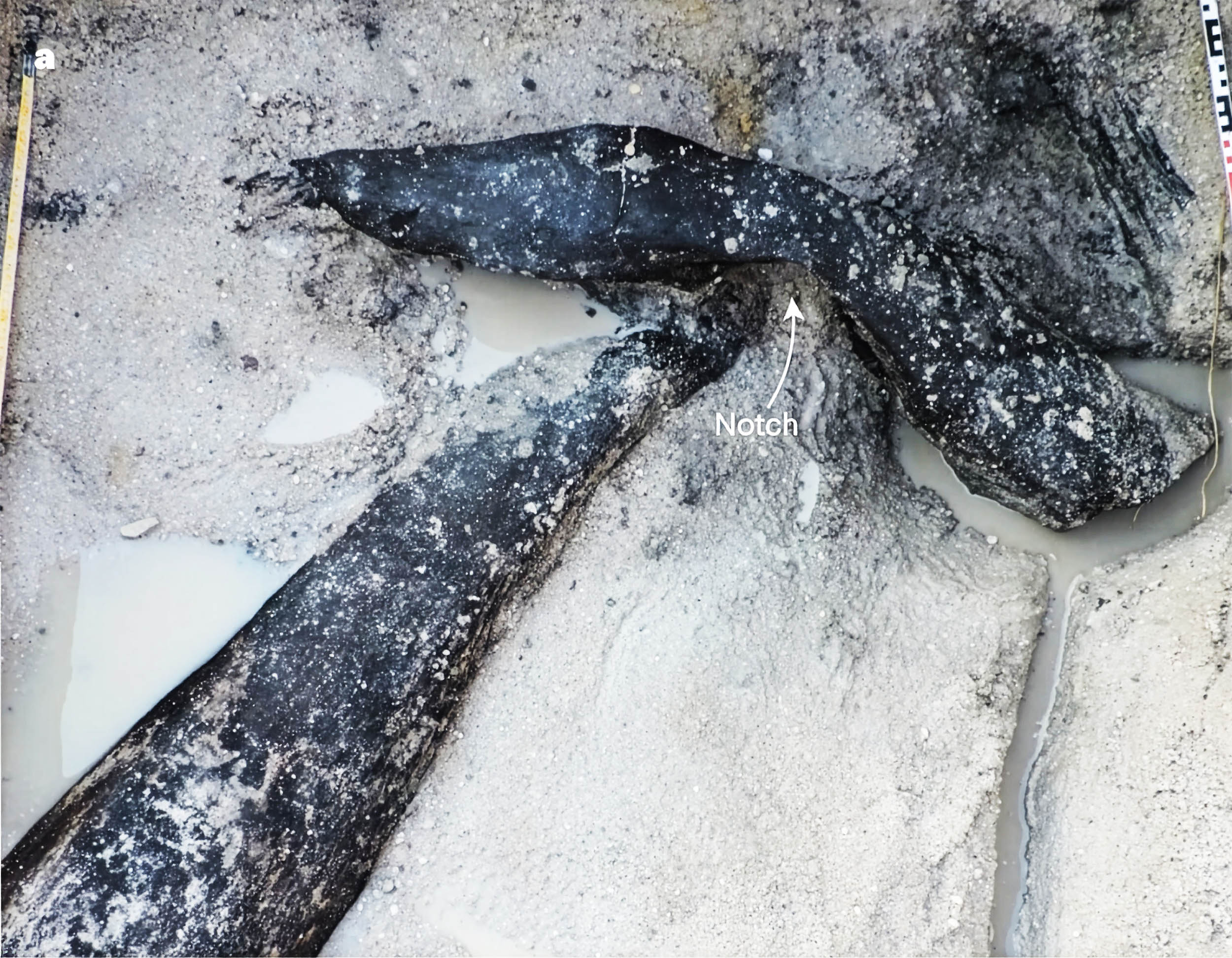 Oldest wooden structure predates Homo sapiens by 200,000 years