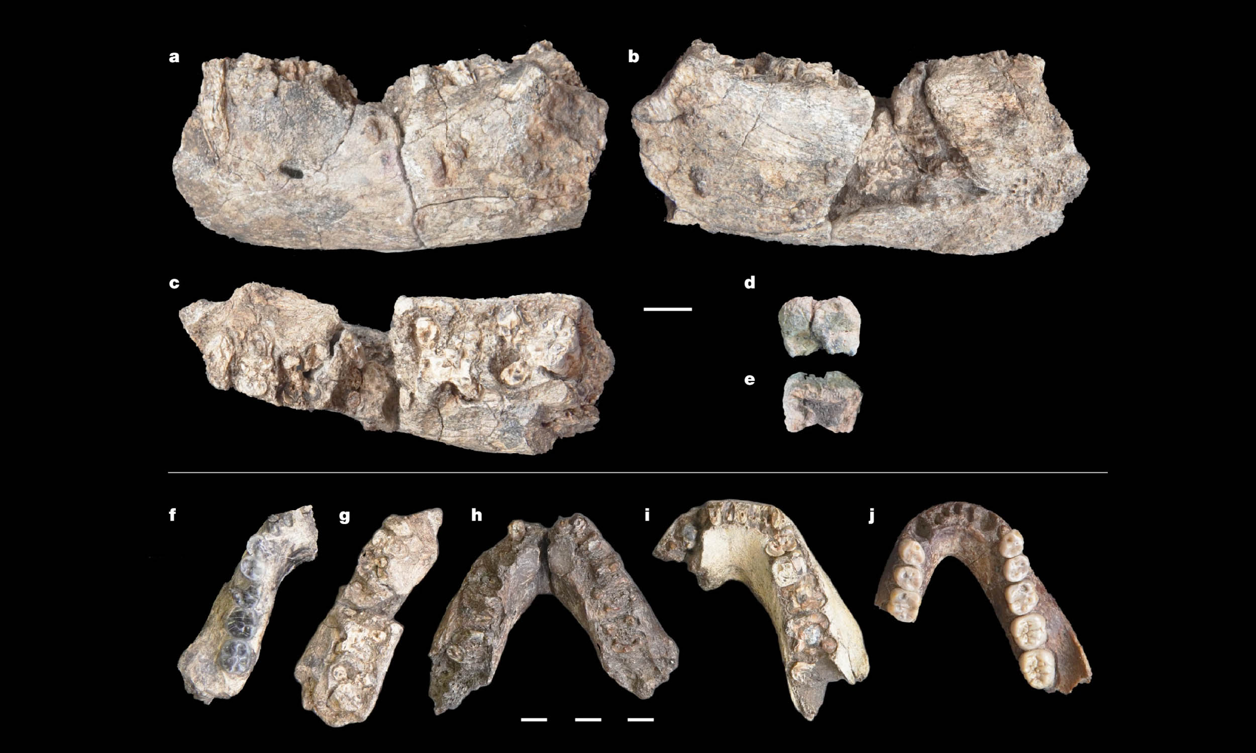 2.6-million-year-old Paranthropus jawbone changes human timeline