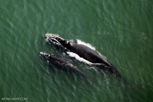 Climate change is slowing southern right whale birth rate, 33-year study finds