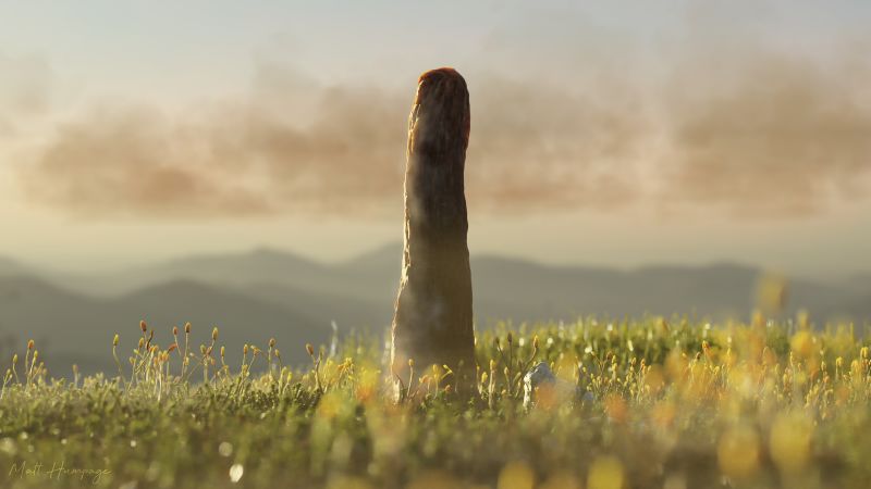 New analysis suggests puzzling fossil may have been an unknown life-form