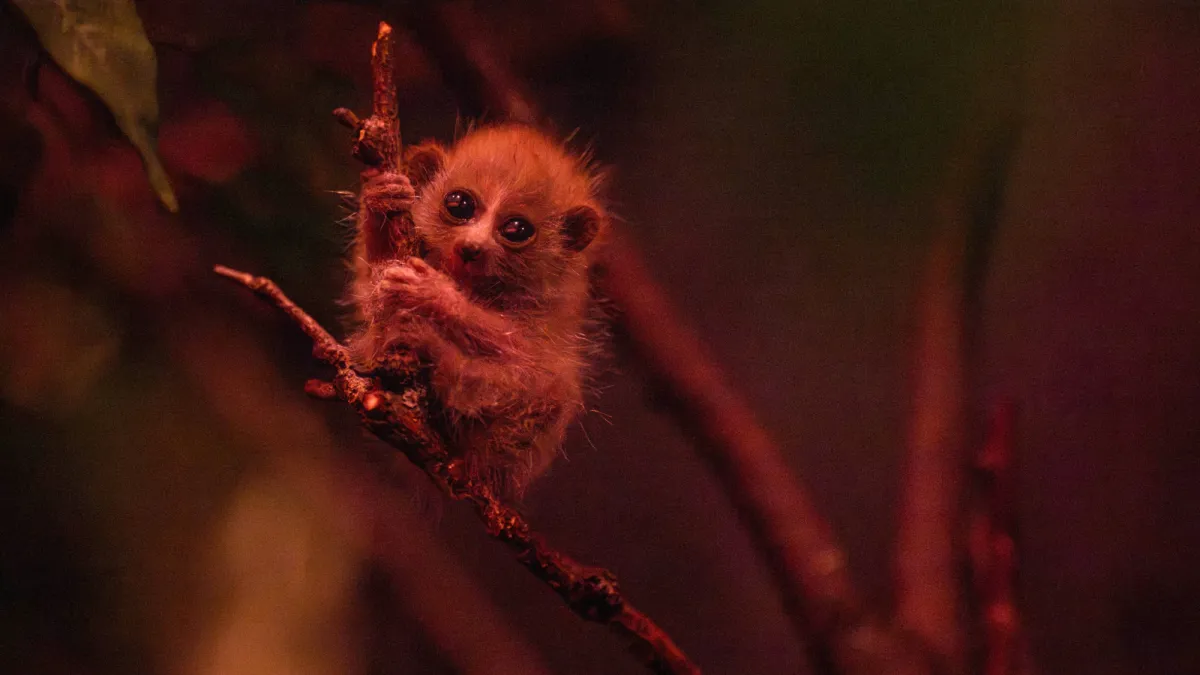 This wide-eyed baby primate is cute, cuddly—and venomous