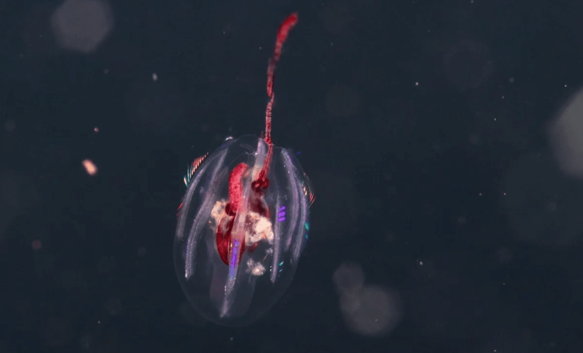 Scientists Find Alien-Like Creatures in Colombia’s Oceans, and They’re Older than Dinosaurs!