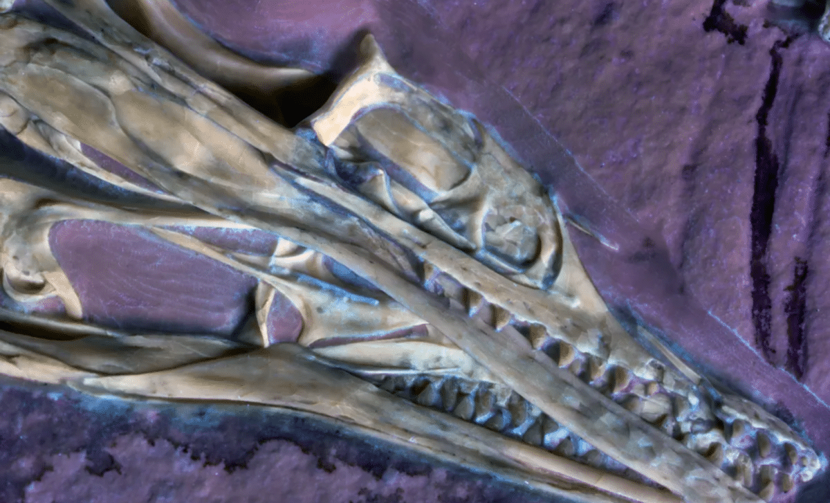 Scientists Just Revealed a Never-Before-Seen Feature Inside Archaeopteryx’s Skull