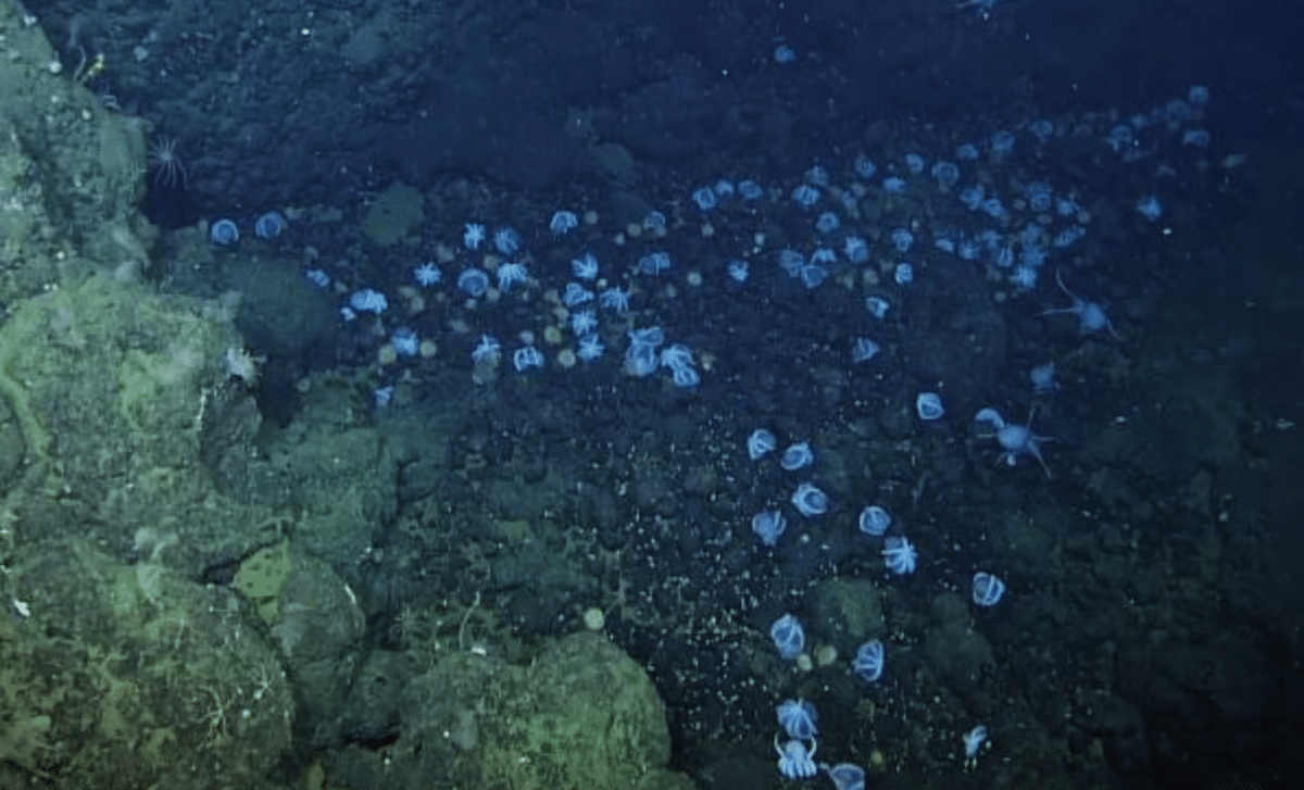 Scientists Uncover Thousands Of Mysterious Creatures Lurking Near A Deep-Sea Volcano