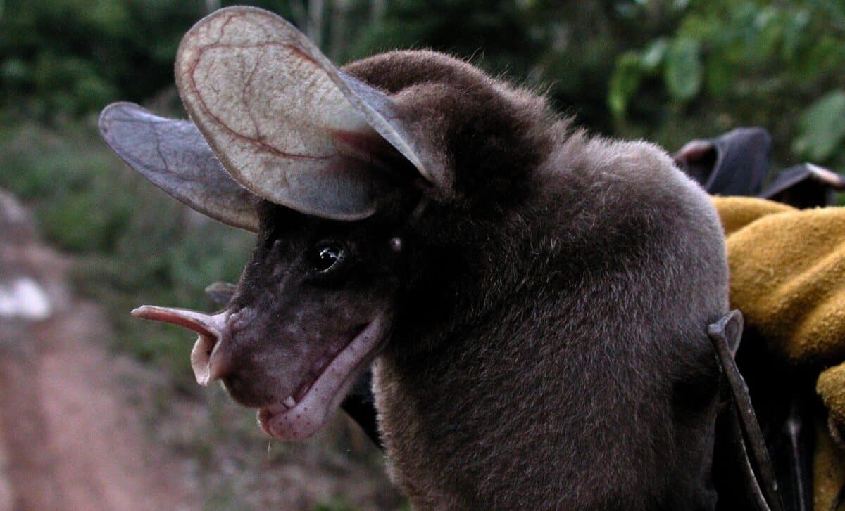 The World’s Largest Carnivorous Bat, Feared for Decades Until Cameras Revealed the Truth