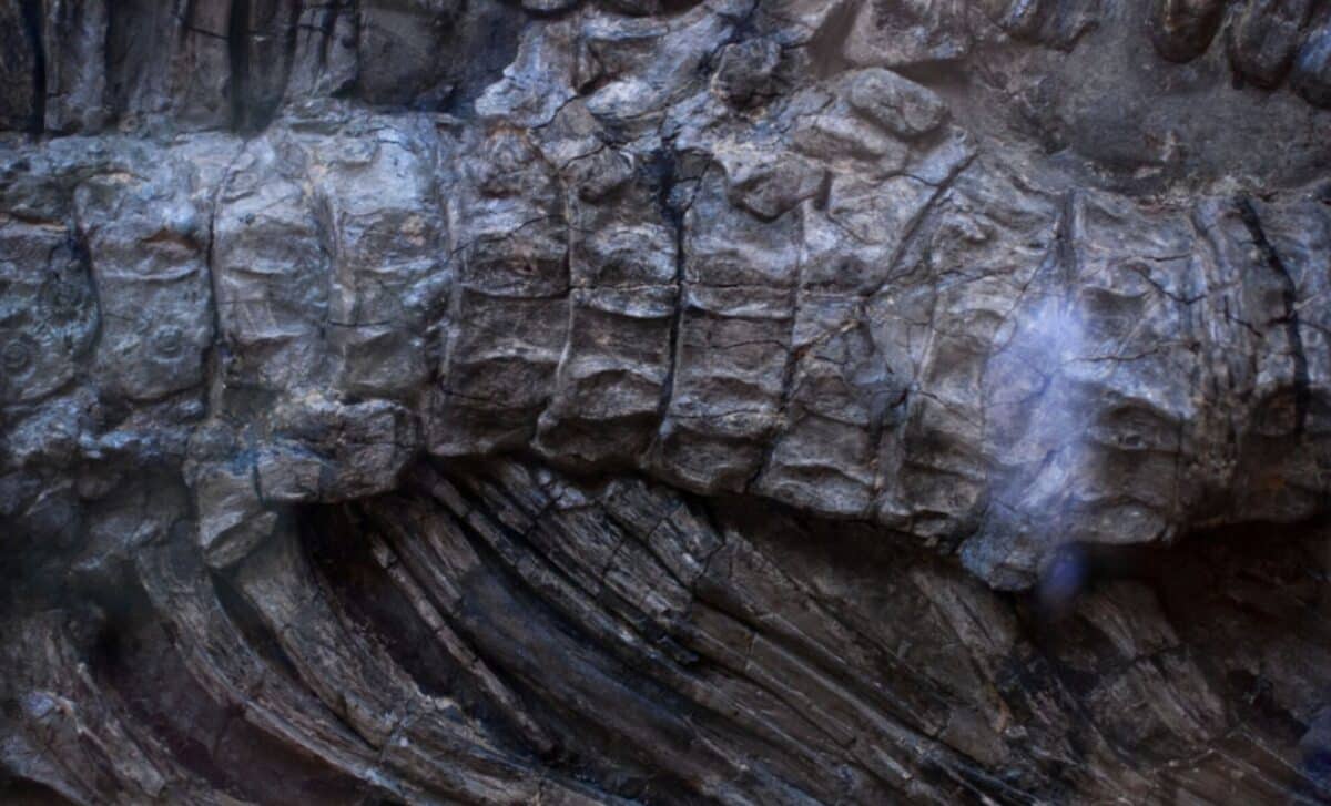 A 92-Foot Clossal Dinosaur Was Discovered by Accident in China Buried Under a Construction Site