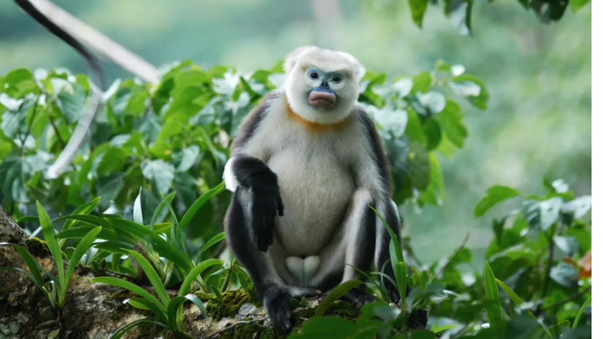 Blue-faced, puffy-lipped monkey scores a rare conservation win