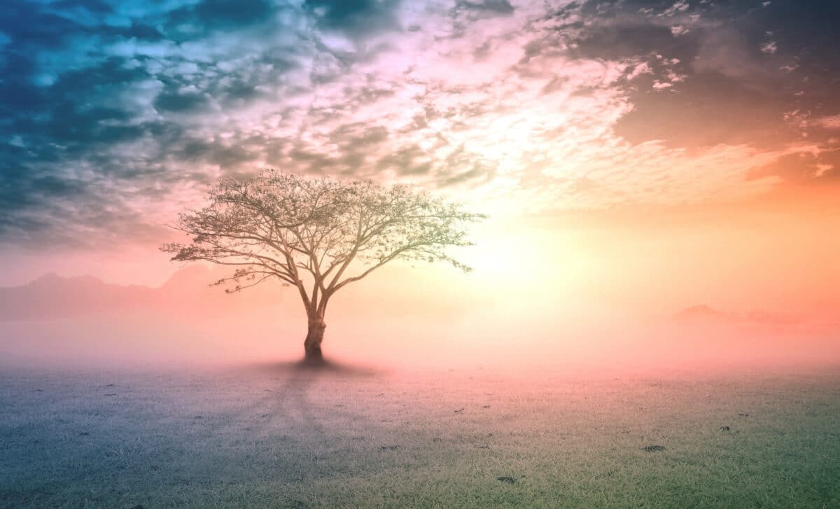 Scientists Identify the First Branch on the Tree of Life