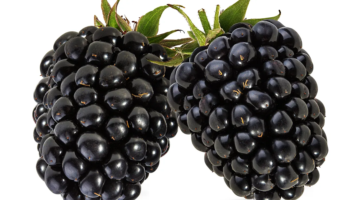 Poem: The Attraction of Blackberries