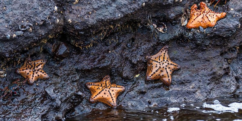 No brain? No problem. University of Southern California scientists show what robots can learn from sea stars