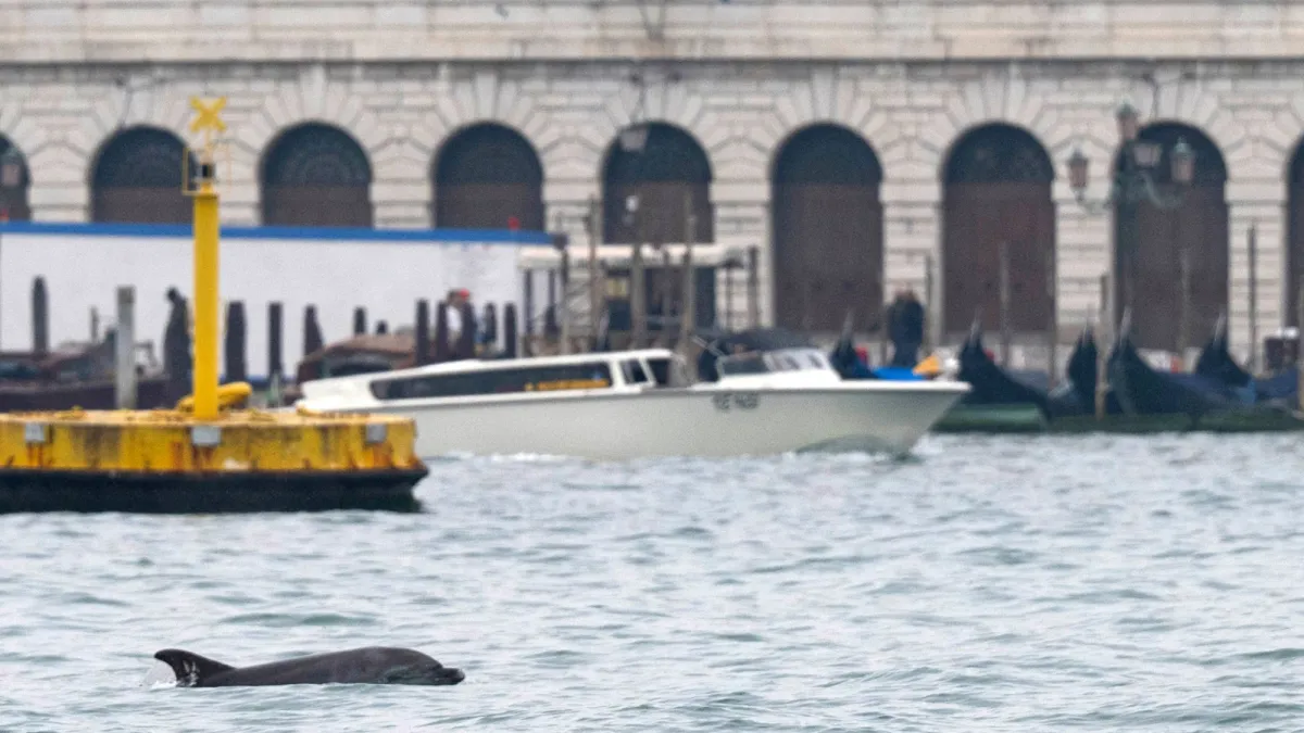 Humans pose the biggest risk to Venice’s celebrity dolphin