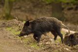 Pig–Boar Hybrids Are Evolving in Fukushima — and Rewriting What We Know About Hybridization