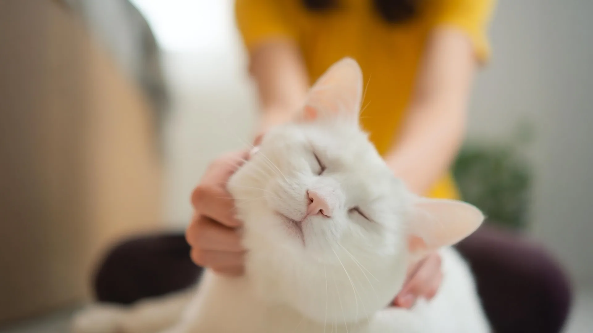 Your cat’s purr says more than you think