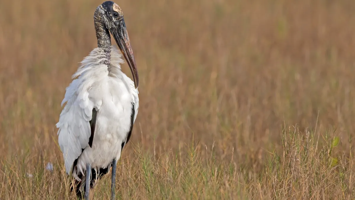 Wood storks to be removed from federal Endangered Species List