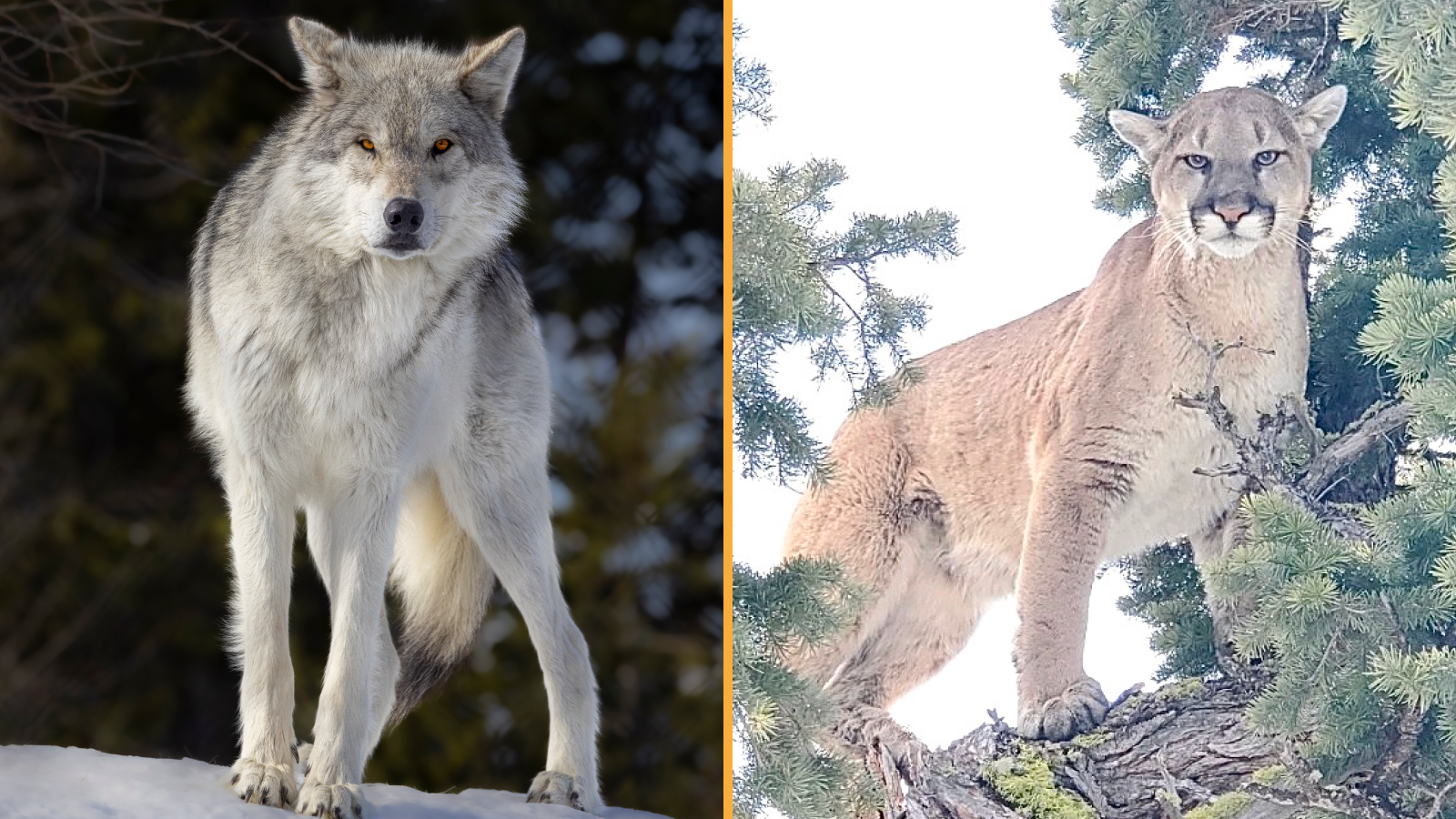 ‘System in flux’: Scientists reveal what happened when wolves and cougars returned to Yellowstone