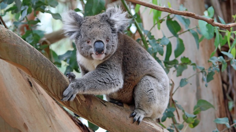 A koala population’s rapid rebound may let it escape inbreeding perils