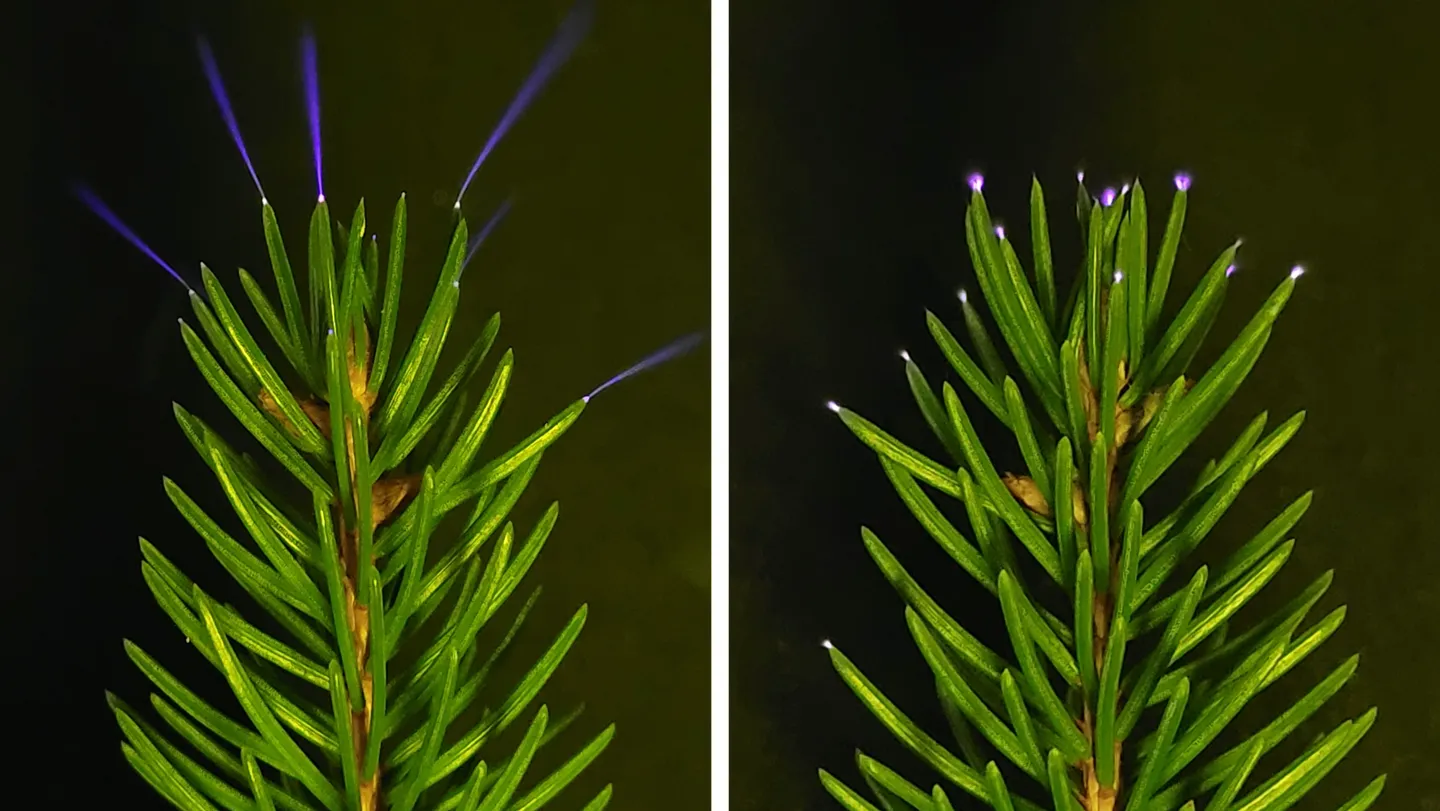 Tree tops sparkle with electricity during thunderstorms