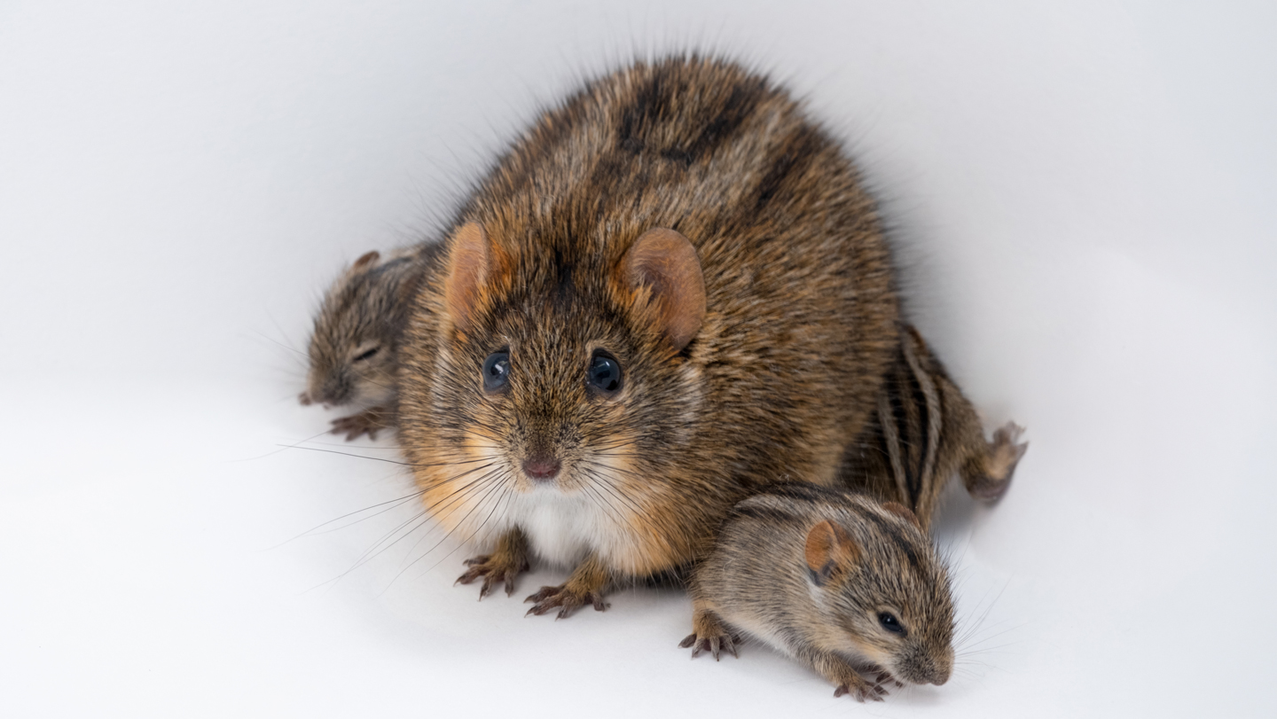 Why African striped mice can be the best of dads — or the worst