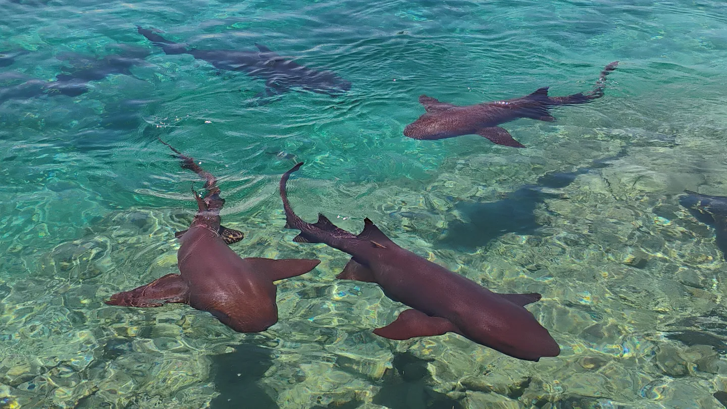 Sharks are ingesting drugs in the Bahamas
