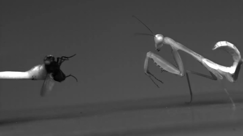 Female giant rainforest mantises grow up to strike harder than males