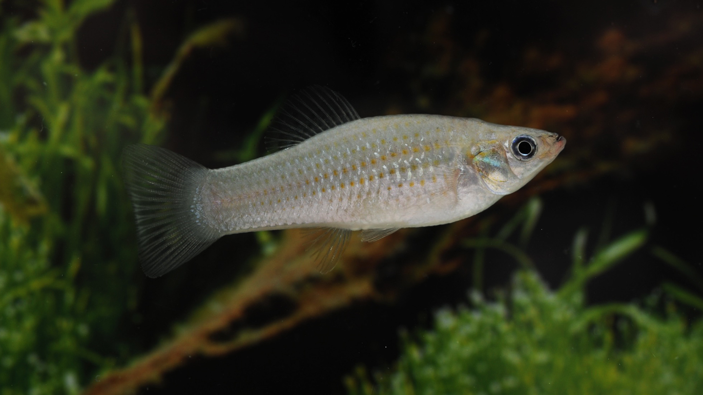 The Amazon molly — a sex-skipping fish — hacks evolution