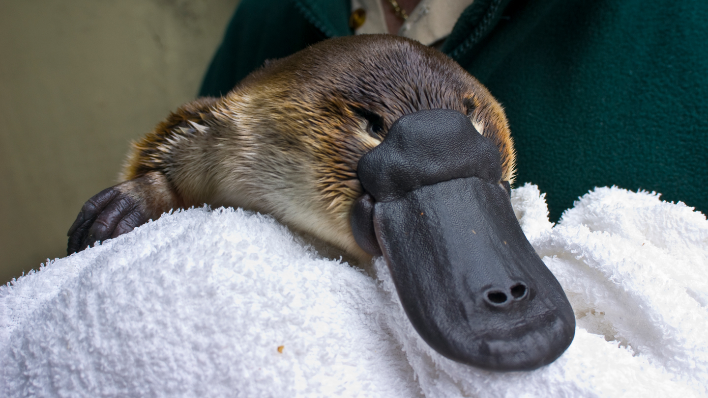 Platypuses share a surprising fur feature with birds