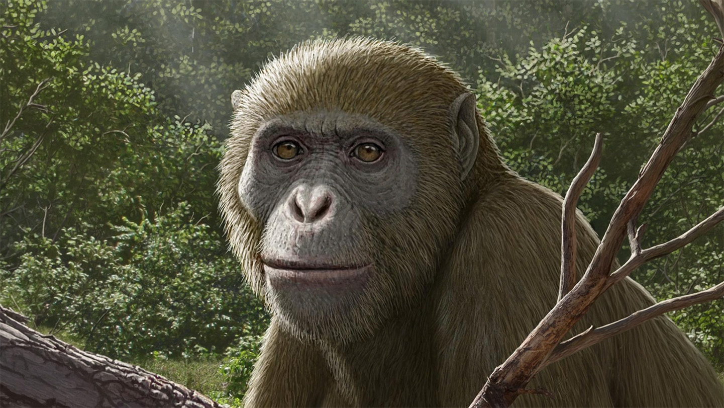 Modern apes may have actually evolved in North Africa or the Middle East