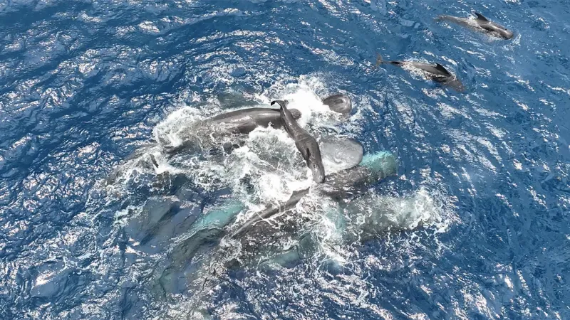 Watch the first video of a sperm whale birth captured by scientists