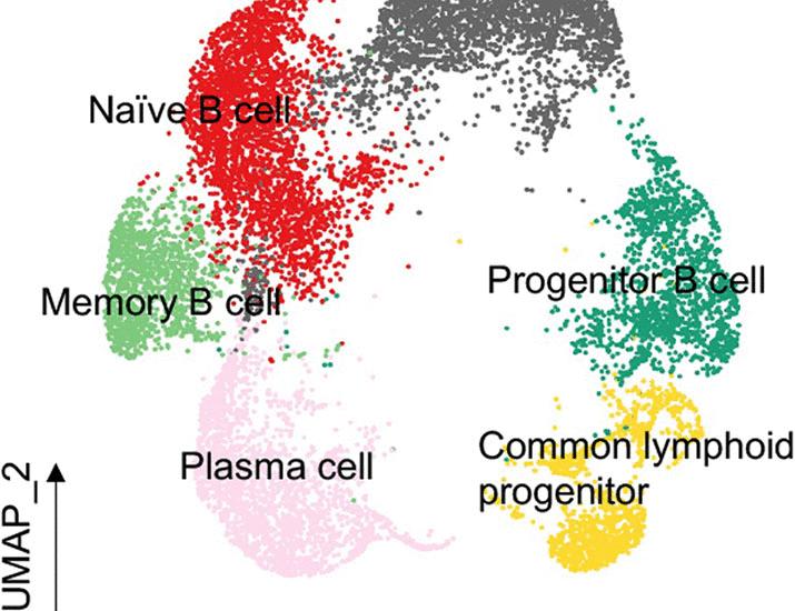 Aberrant bone marrow granulopoiesis generates neutrophils that promote B cell activity in neuromyelitis optica spectrum disorder | Science Translational Medicine