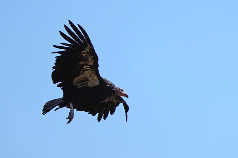 California condors nesting in Pacific Northwest for first time in a century, on Yurok territory