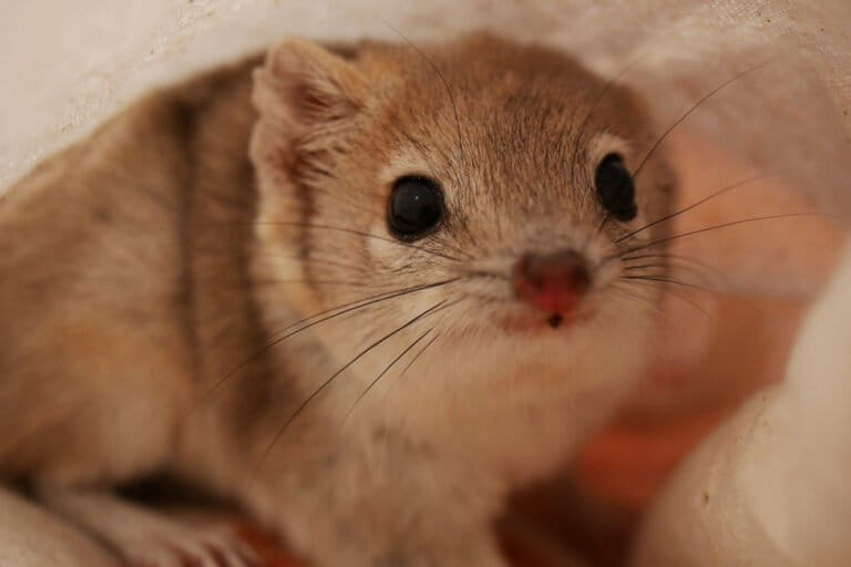 Defying drought and invasives, a feisty Australian marsupial makes a comeback