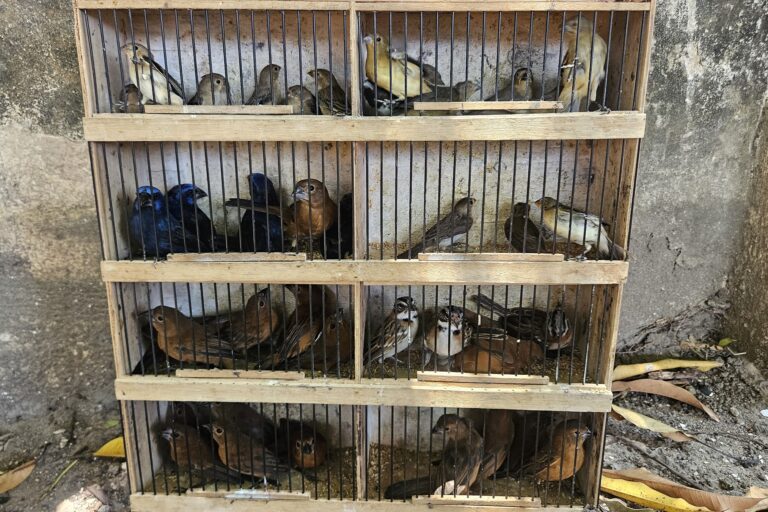 Open-air markets: hotspots for a lethal virus infecting macaws and parrots