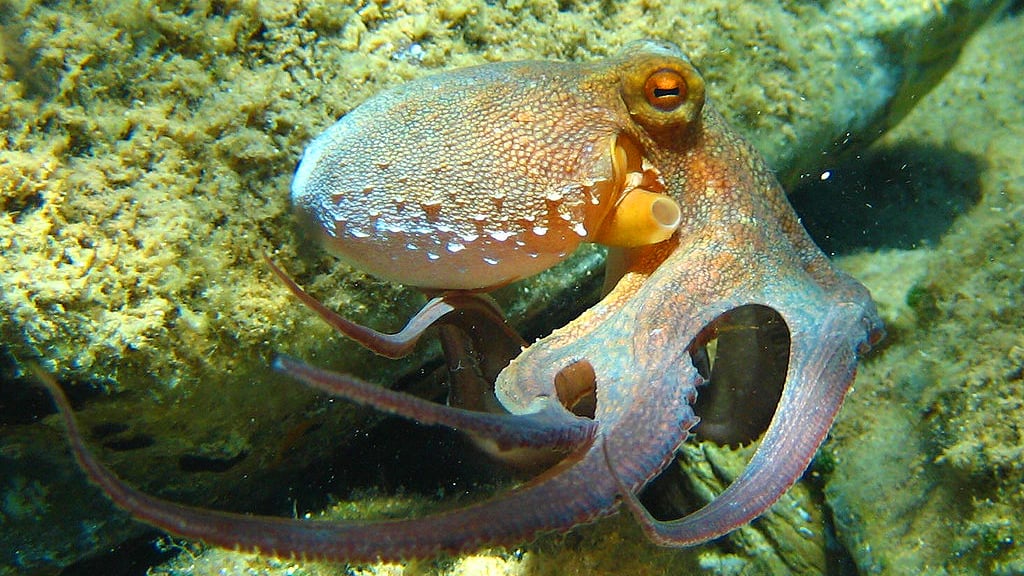 How Do Colorblind Octopuses See Color? » ScienceABC