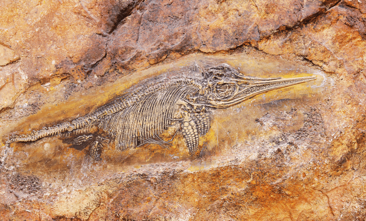 11-Year-Old Girl Discovers World’s Largest Known Marine Reptile in England’s Coast