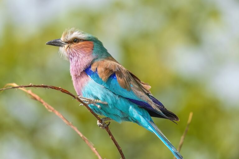 How Namibia’s bird conservation projects build community resilience (commentary)