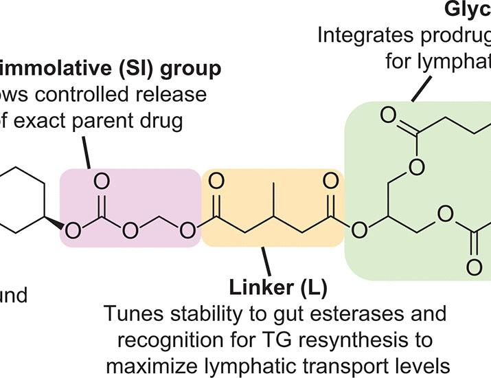 An oral allopregnanolone prodrug bypasses liver metabolism via lymphatic transport enabling bioavailability in animals and humans | Science Translational Medicine