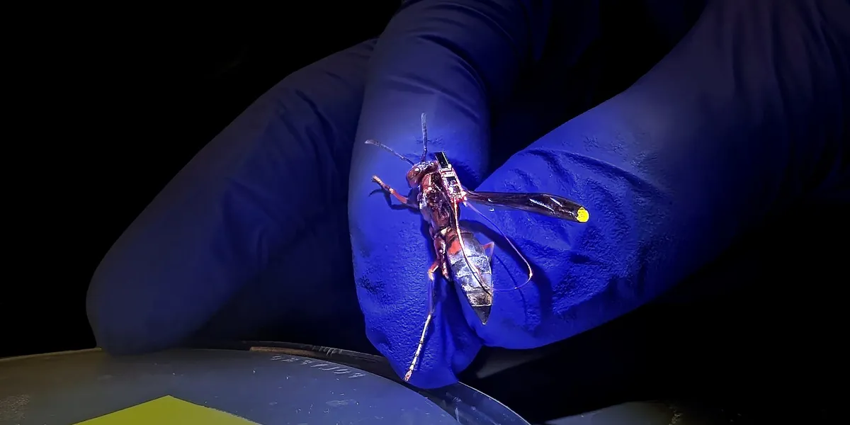 RF Tags on Wasps: Unveiling Hidden Insect Lives