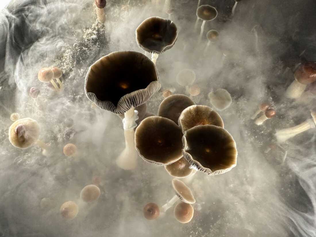 Psilocybin may help people quit smoking, new research finds : NPR