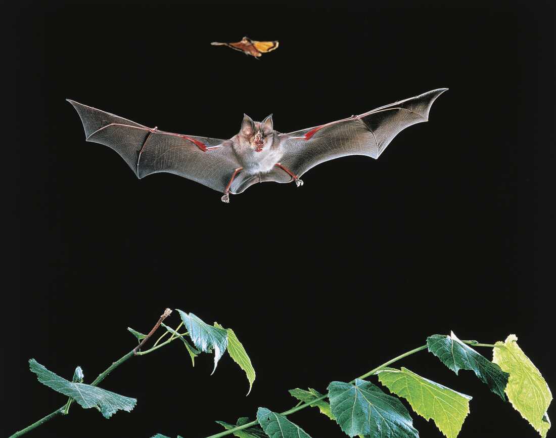 Vaccinating bats could be good for people. But how would you do it? : NPR