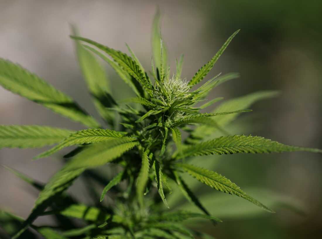 Little research to support cannabis for mental health conditions : NPR