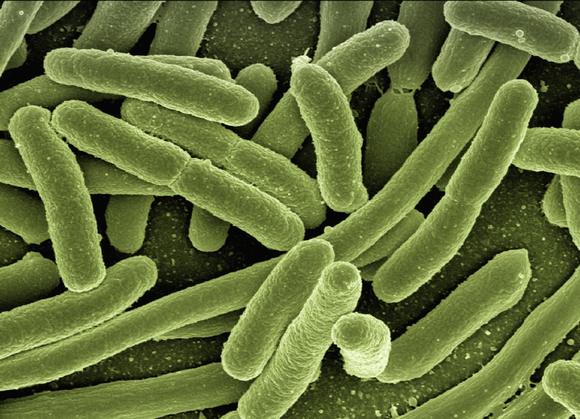New Gut Bacteria Longevity Research Reveals Hidden Microbes Behind a Longer, Healthier Life