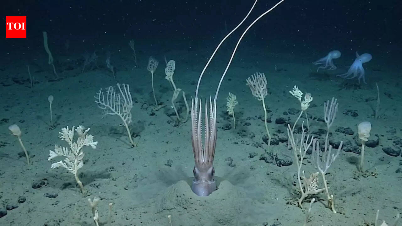 Scientists film deep-sea squid ‘turning into a tree’ 4 kilometres below the Pacific |