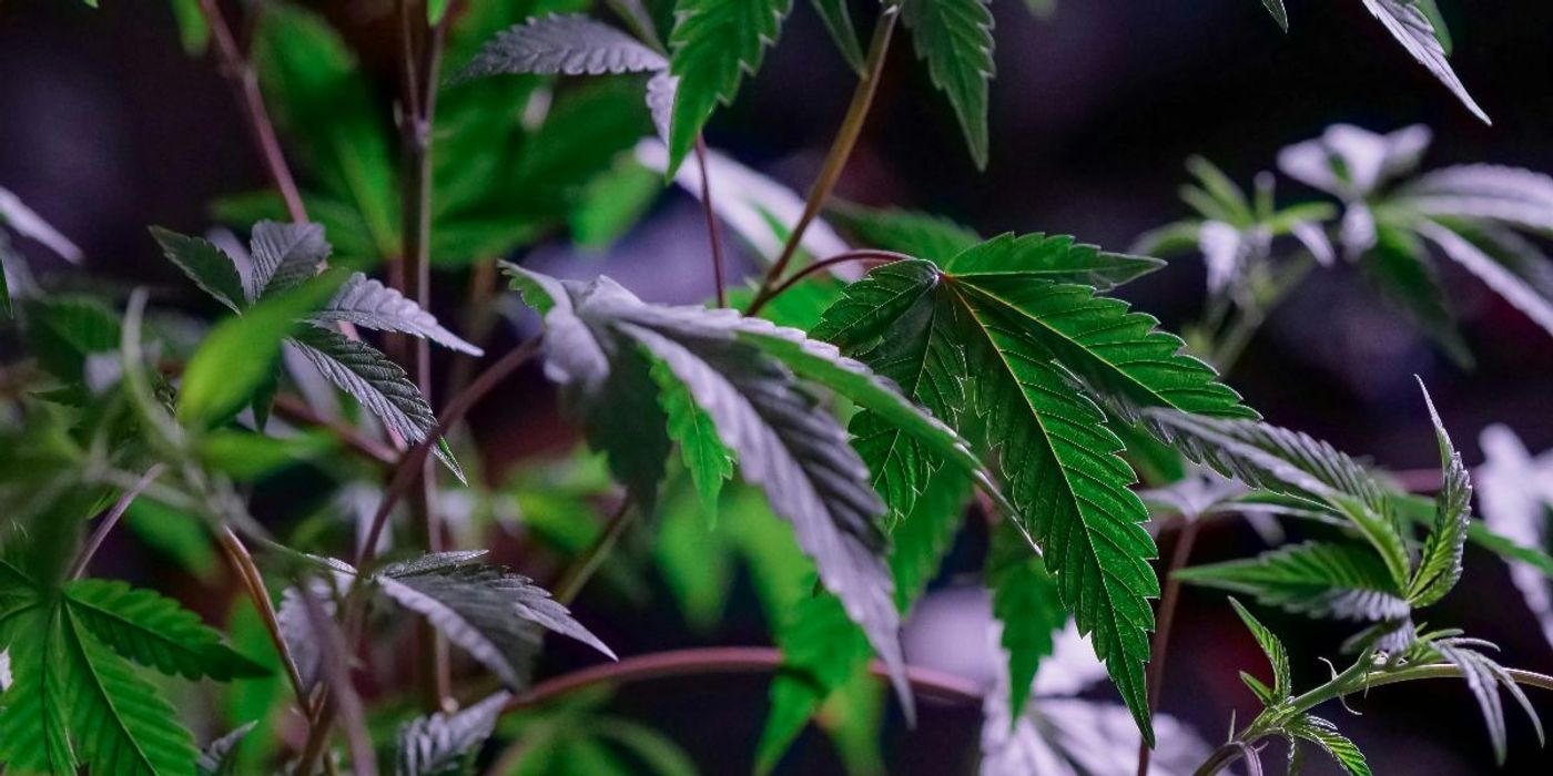 THC Creates False Memories at Mid- High Doses