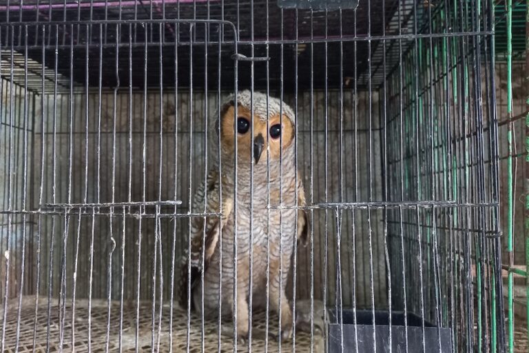 Facebook shuts Indonesia groups after Mongabay and Bellingcat report illegal wildlife trade