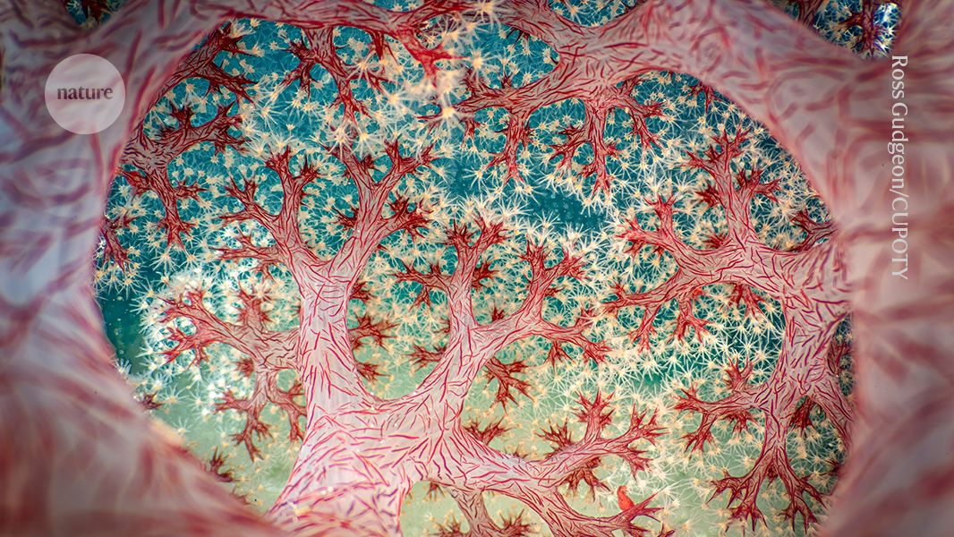 See raining iguanas and coral from the inside out — February’s best science images