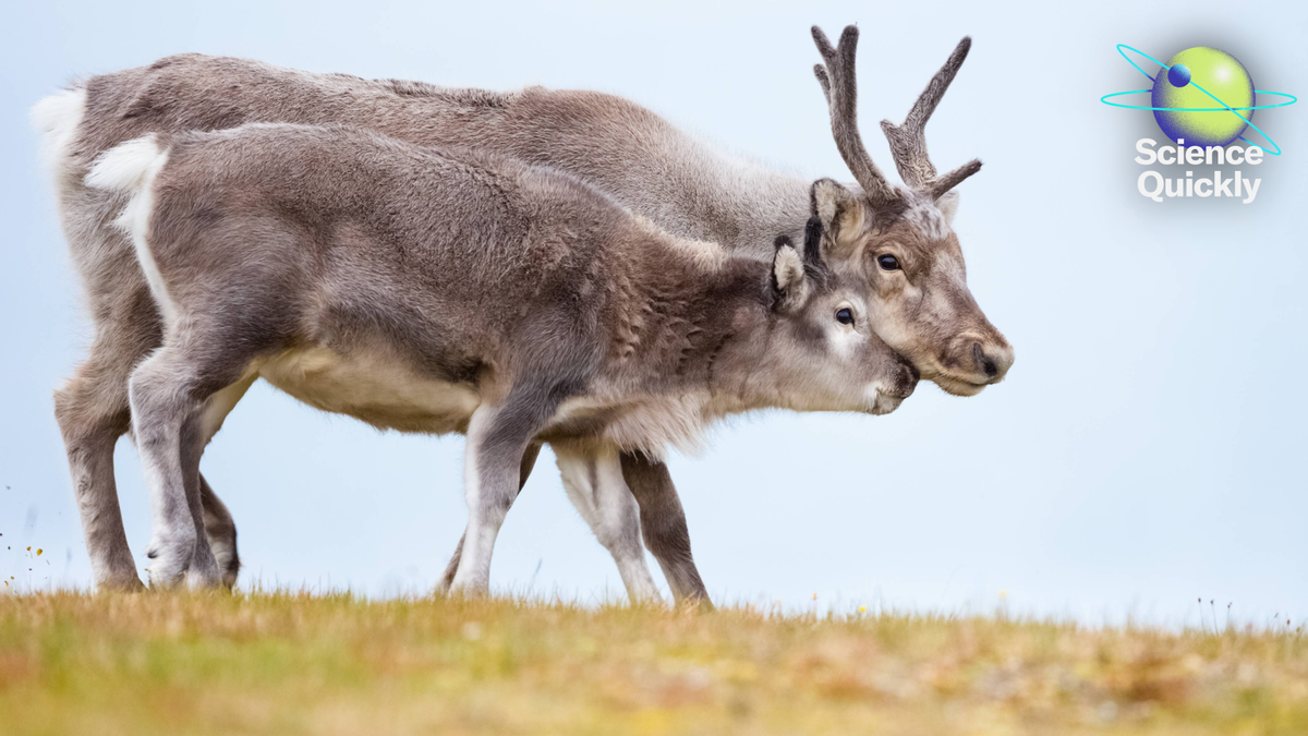 Women’s heart health, Artemis update, female reindeer antlers mystery