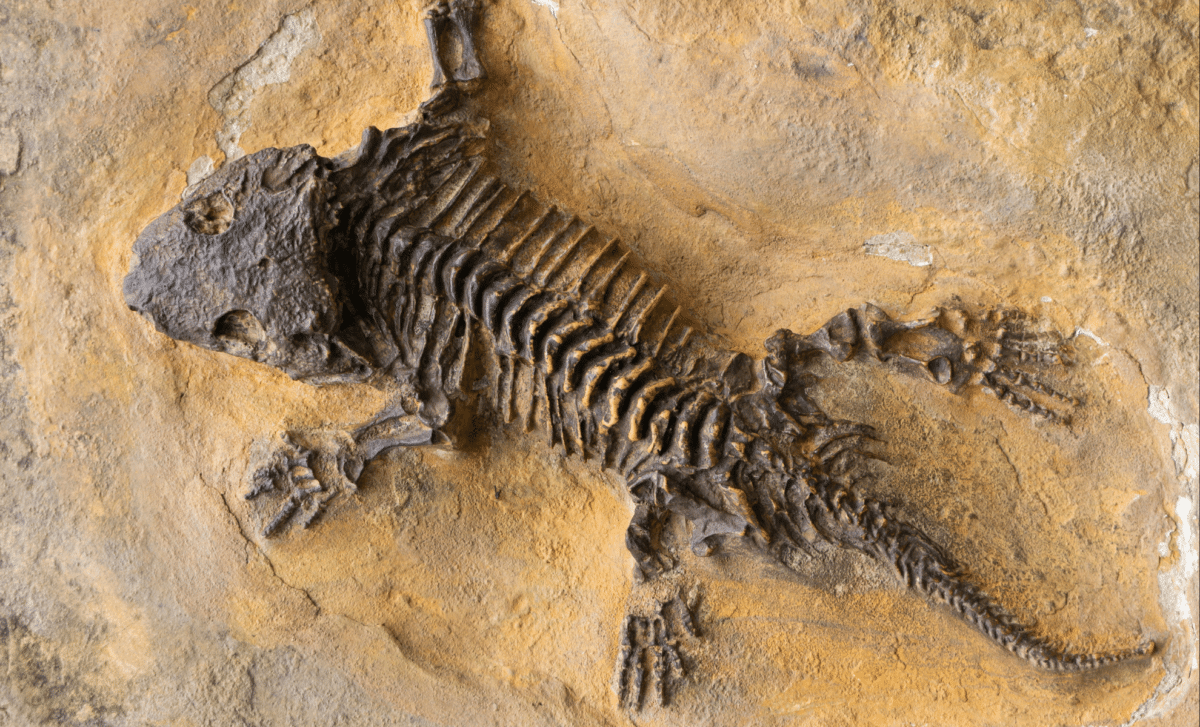 280 Million-Year-Old Fossils Show Large Predators Were Already Hunting Big Herbivores