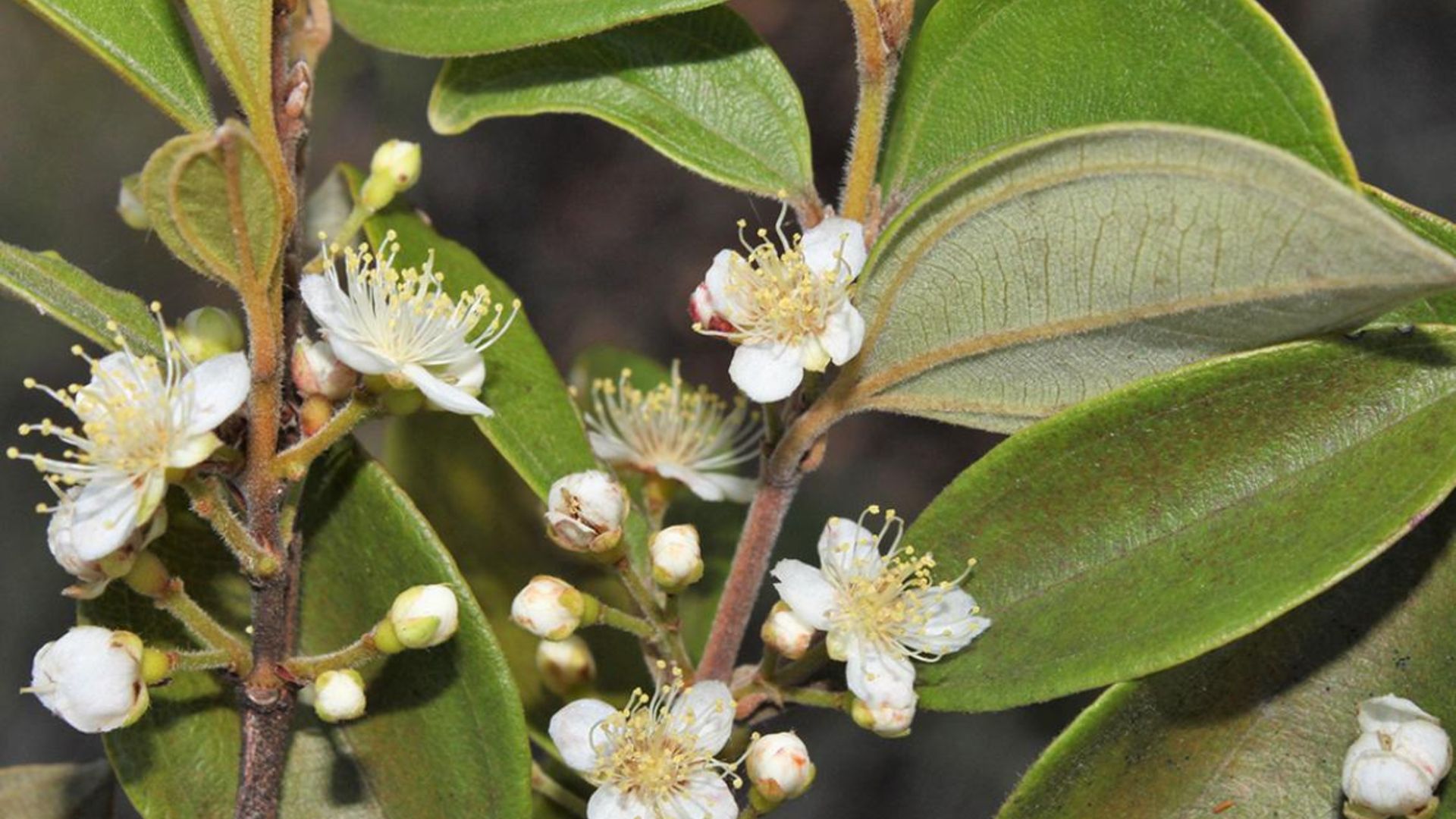 Scientists are racing to save Australia’s ‘zombie tree’ from a fast-spreading fungal disease