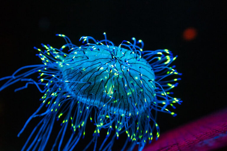 Marine biologist Edie Widder chases bioluminescence in new ‘Life Illuminated’ film